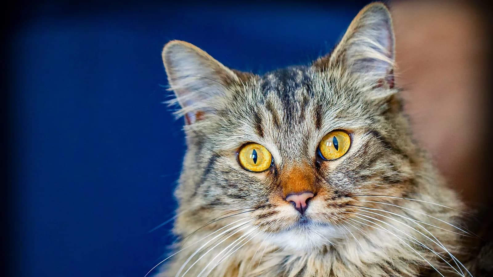 Brown tabby Maine Coon portrait with golden eyes against a deep blue background