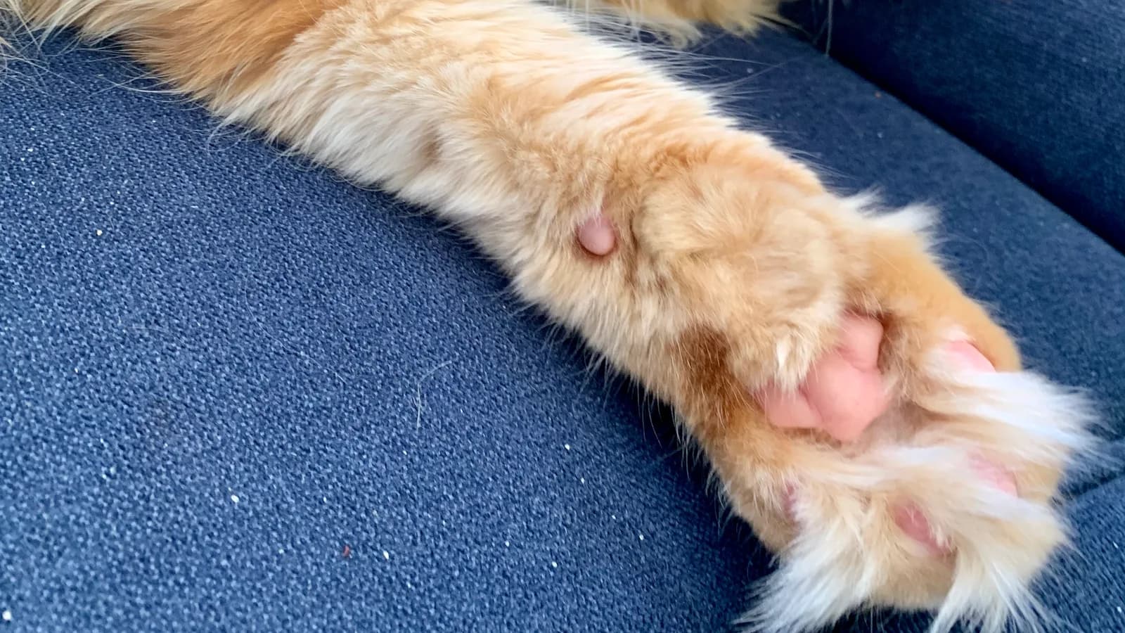 Front paw of a ginger Maine Coon showing an extra toe with its own pad