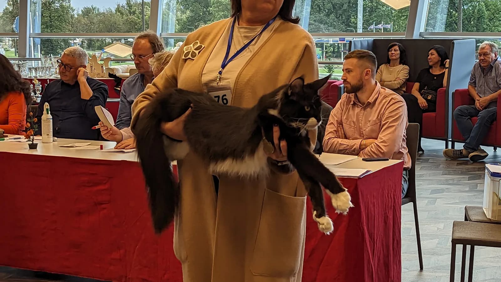 Adult black and white Maine Coon carried across a judge's arms at a cat show, its body spanning her torso