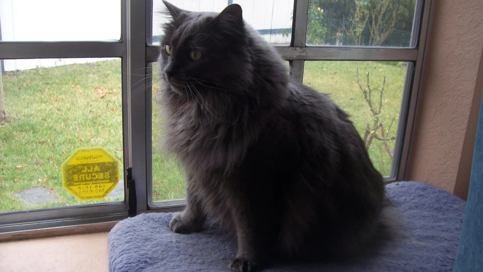 Longhaired Cymric perched, the silky semi-long coat and ruff over the Manx's round tailless frame