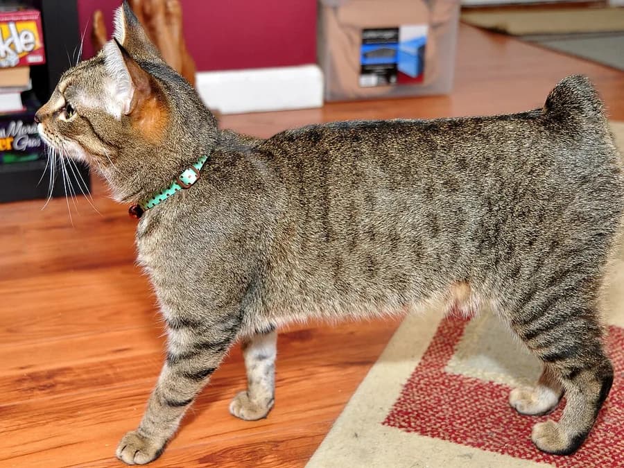 Tabby Manx cat in profile indoors, rounded rump showing the breed's naturally tailless rear