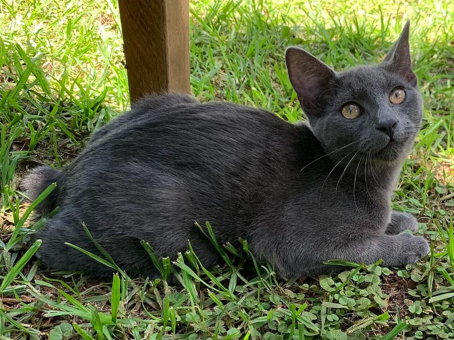 Grey Manx lying in grass, hindquarters showing no long tail