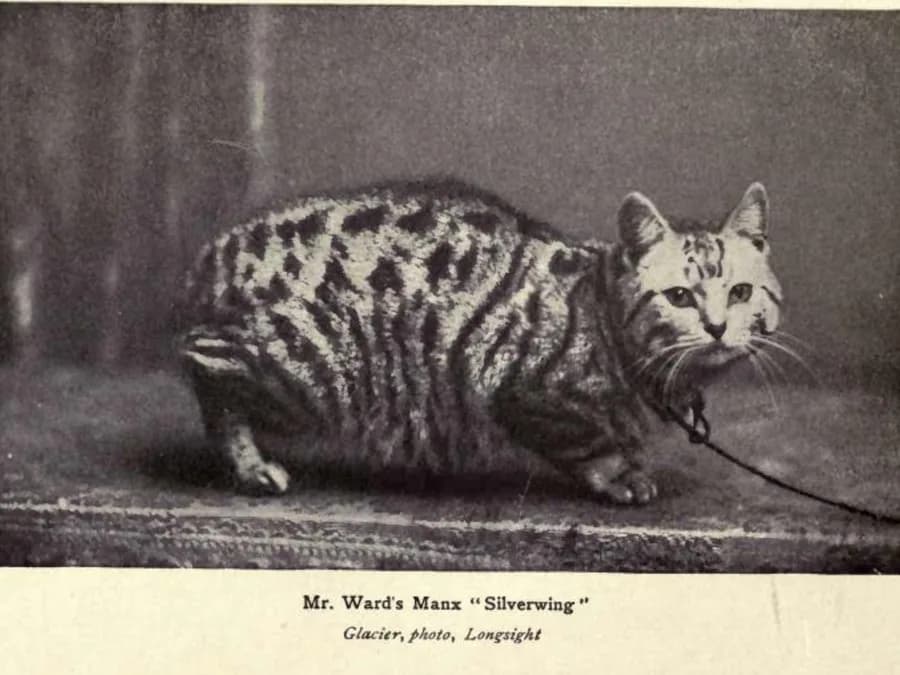 Vintage black and white photograph of a tabby Manx cat on a leash, tailless rump visible