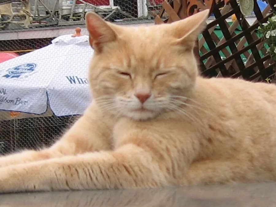 Cream Manx cat lying outdoors with eyes closed, relaxed on a garden table