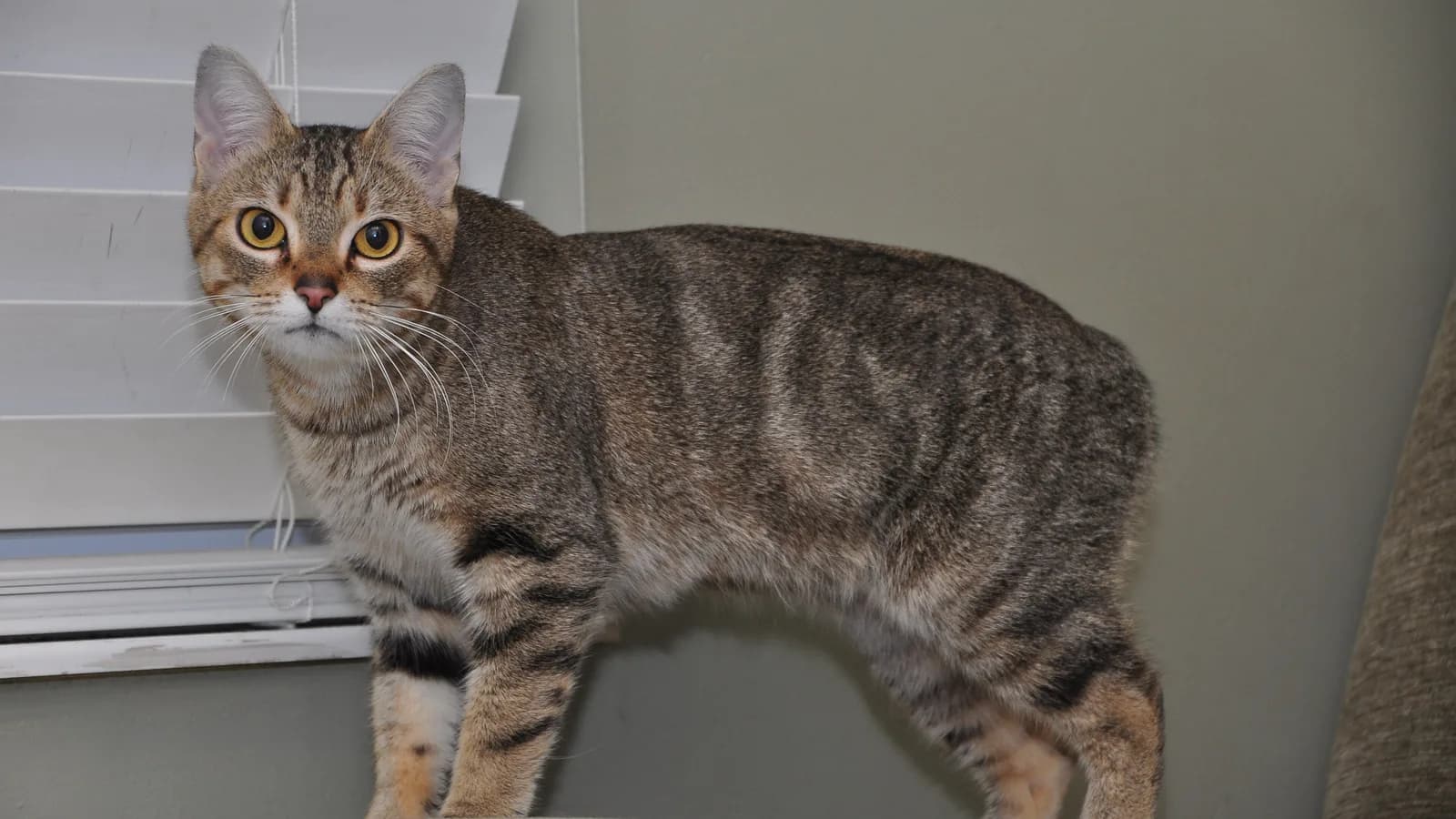 Rumpy Manx cat, the fully tailless class of the Isle of Man's founder-effect original