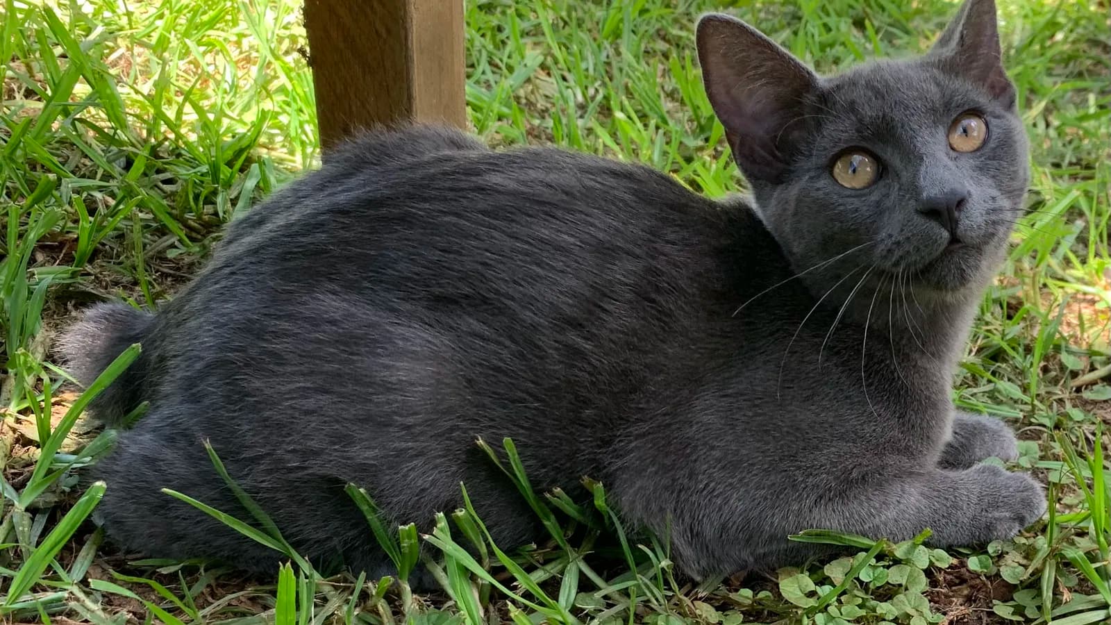 Young grey Manx kitten resting in grass, the kitten-welfare subject this page explains without drama