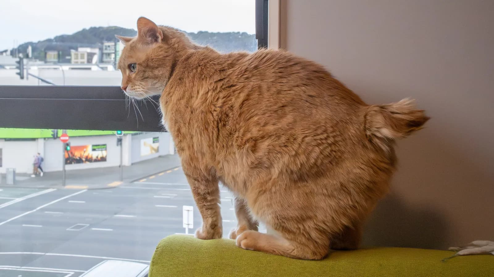 Orange stumpy-tailed Manx in profile, the tail class that decides the price at the one published rate card