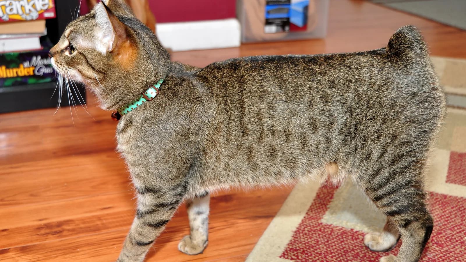 Rumpy riser Manx in side view, the tailless silhouette the bobtail breeds only approximate