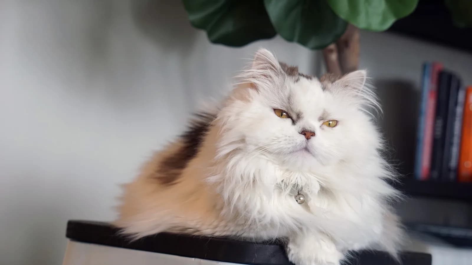 White and grey longhair Minuet resting on a stool, the Persian doll face on a low-set frame