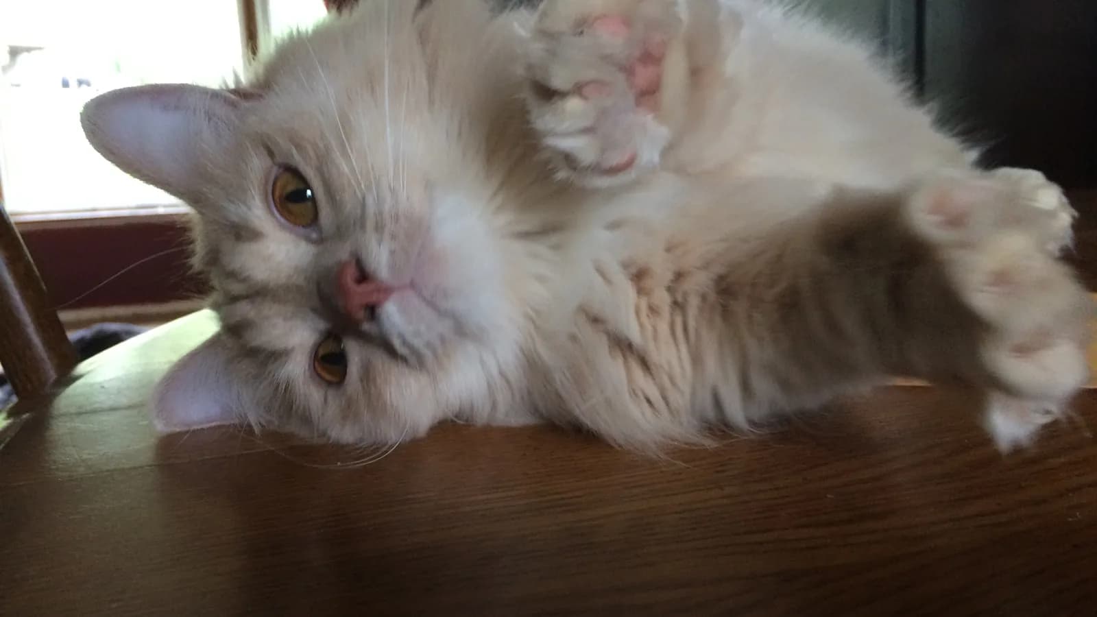 Cream Munchkin stretched across a table edge, the short forelegs at the center of the welfare debate