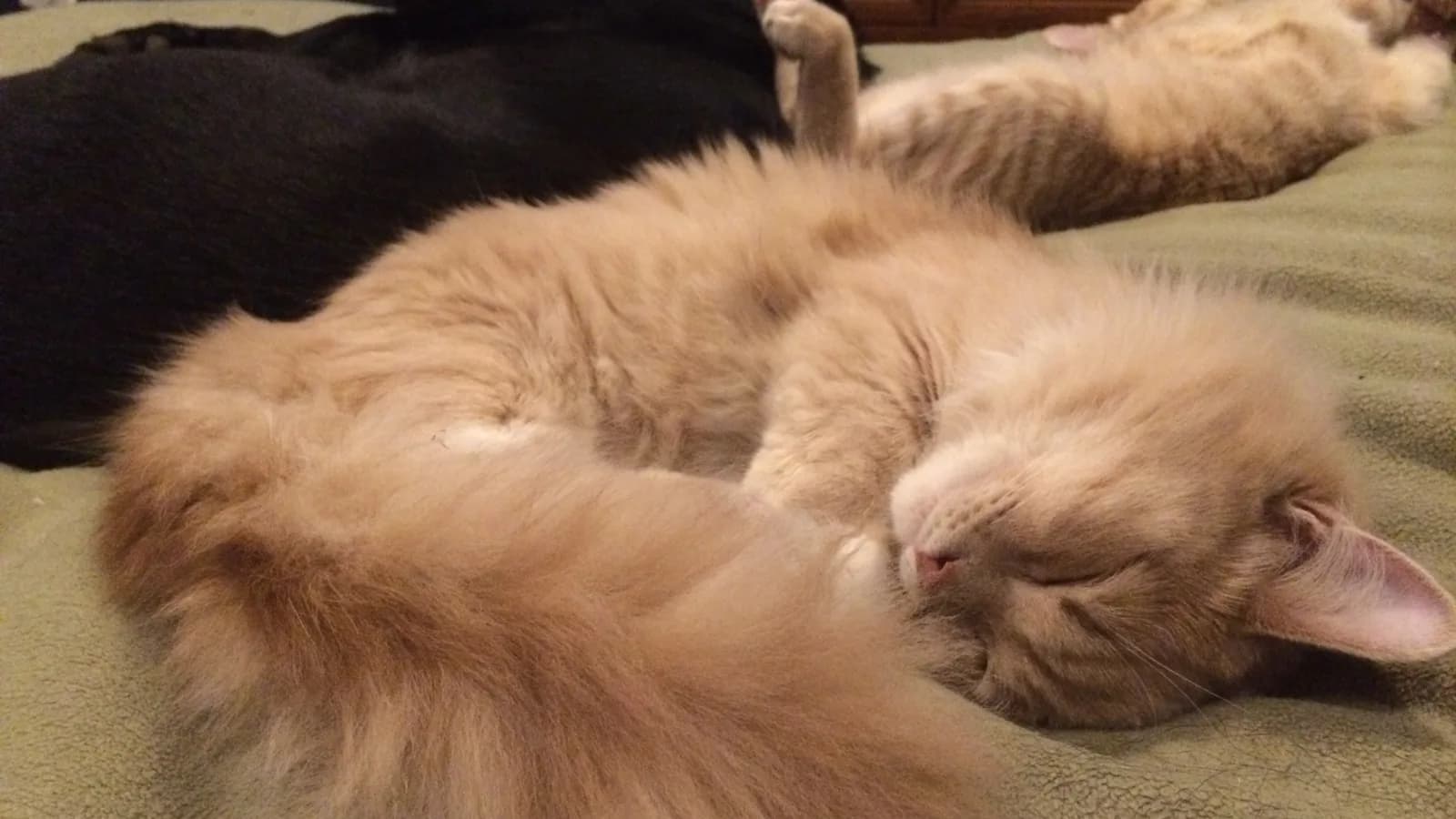 Cream longhaired Munchkin asleep on a bed, the everyday calm behind an unmeasured number