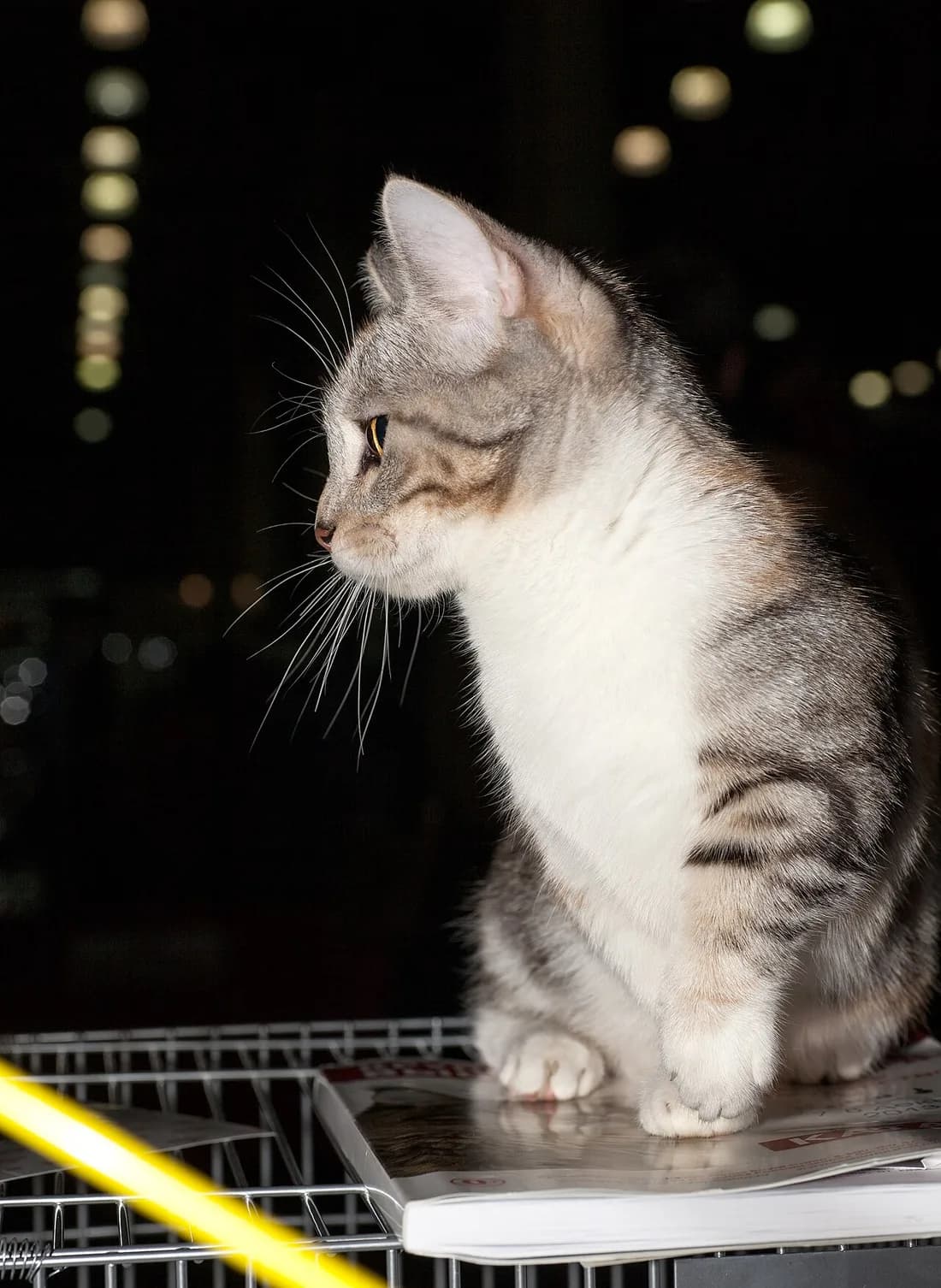 Silver tabby and white Munchkin cat sitting in profile, ears forward and alert at night