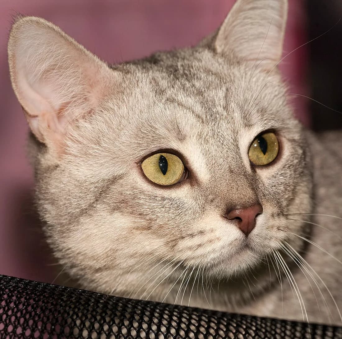 Close-up of a cream tabby Munchkin's face, green-gold eyes and pink nose