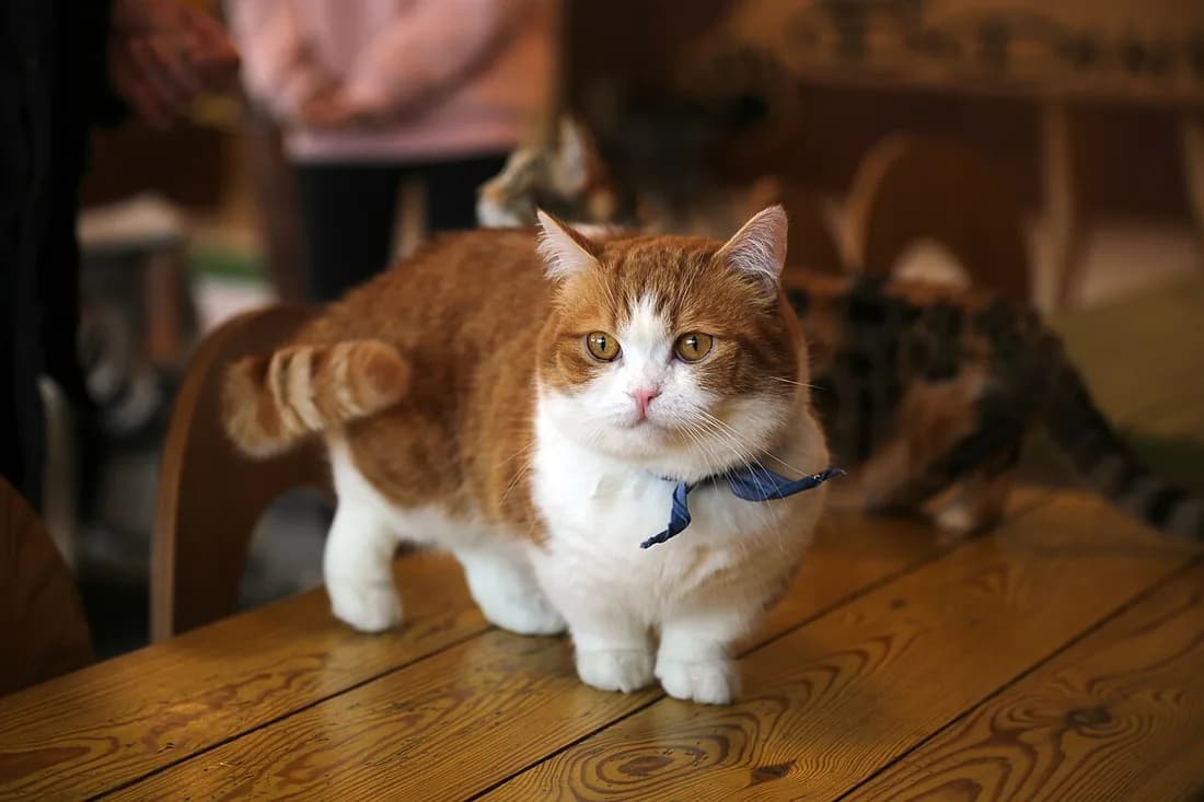 Orange and white Munchkin cat with short legs standing on a wooden table