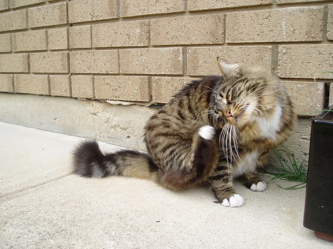 Brown tabby Munchkin with white paws grooming itself on a sidewalk