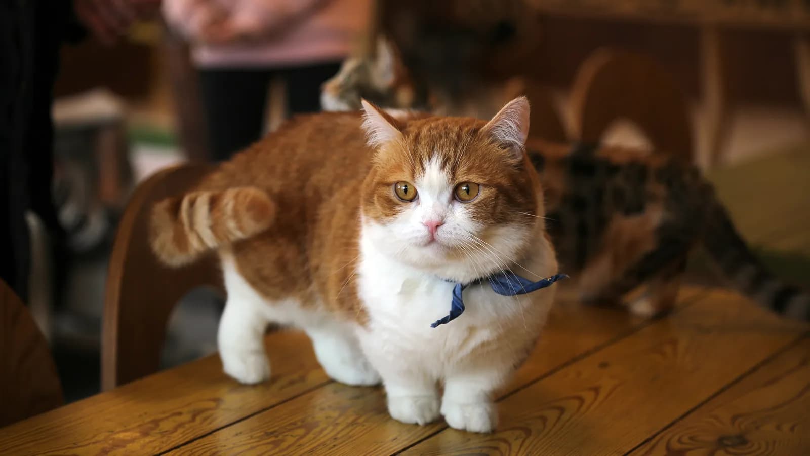 Orange and white Munchkin cat with short legs standing on a wooden table wearing a bandana