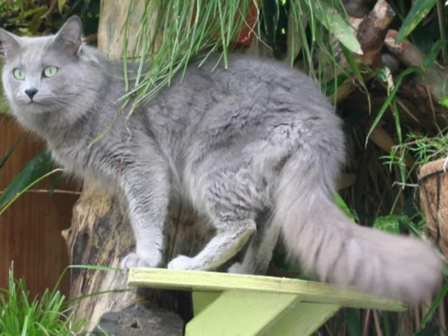 Blue-grey Nebelung standing on a garden shelf, long plumed tail and green eyes