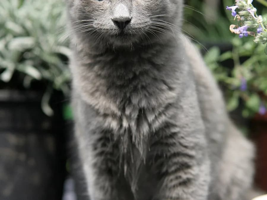 Blue Nebelung cat seen from below, showing its dense ruff among garden plants