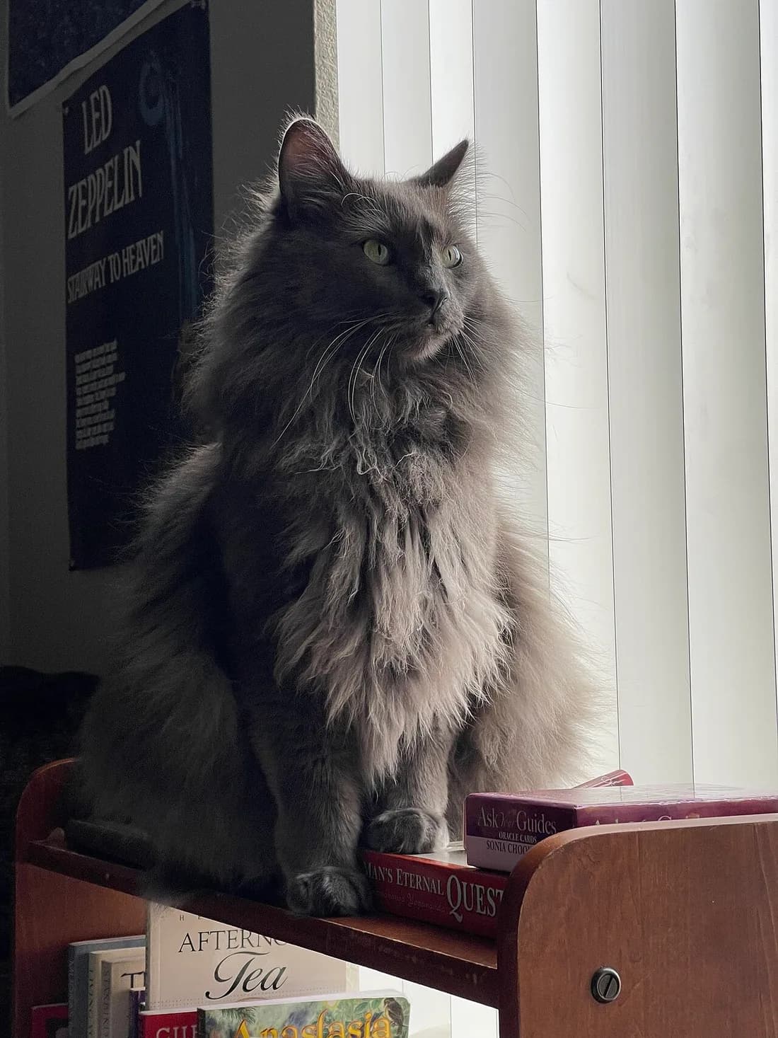 Blue Nebelung sitting upright on a bookshelf, long silky fur and green eyes