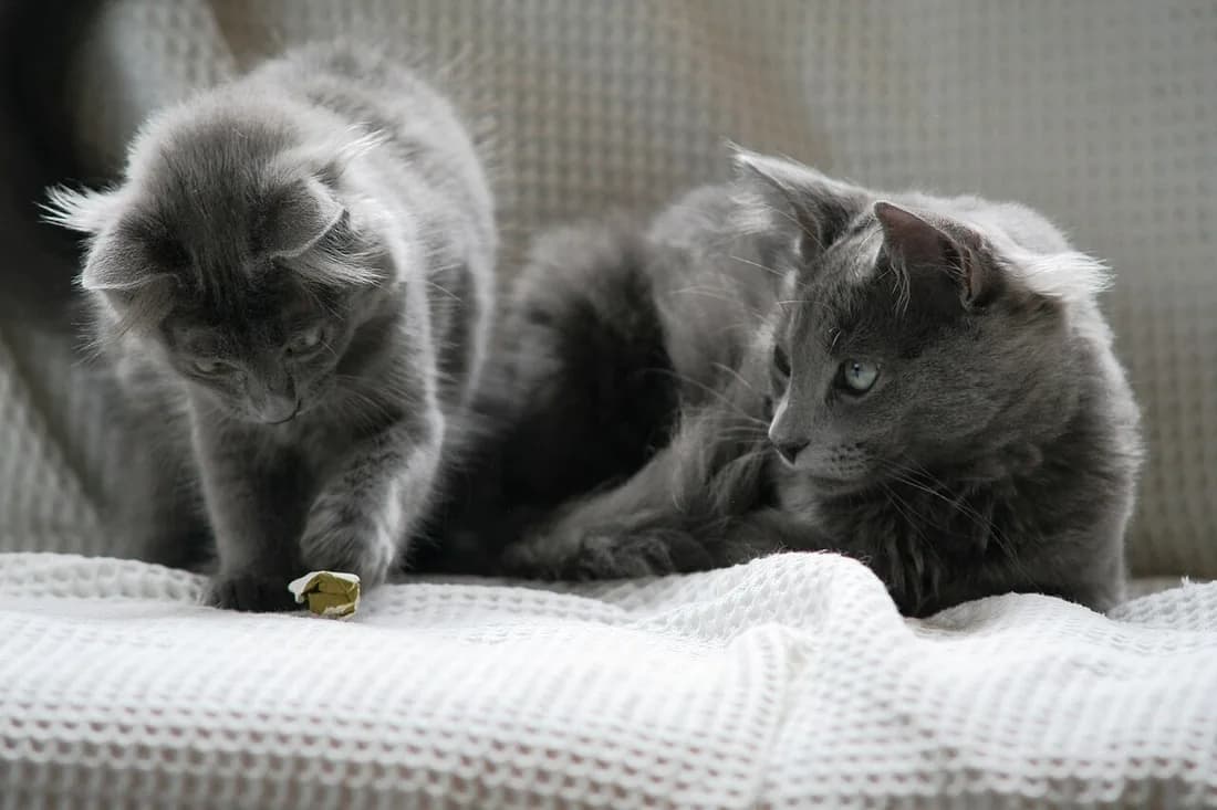 Two blue-gray Nebelung kittens on a couch, one batting a paper ball, the other watching