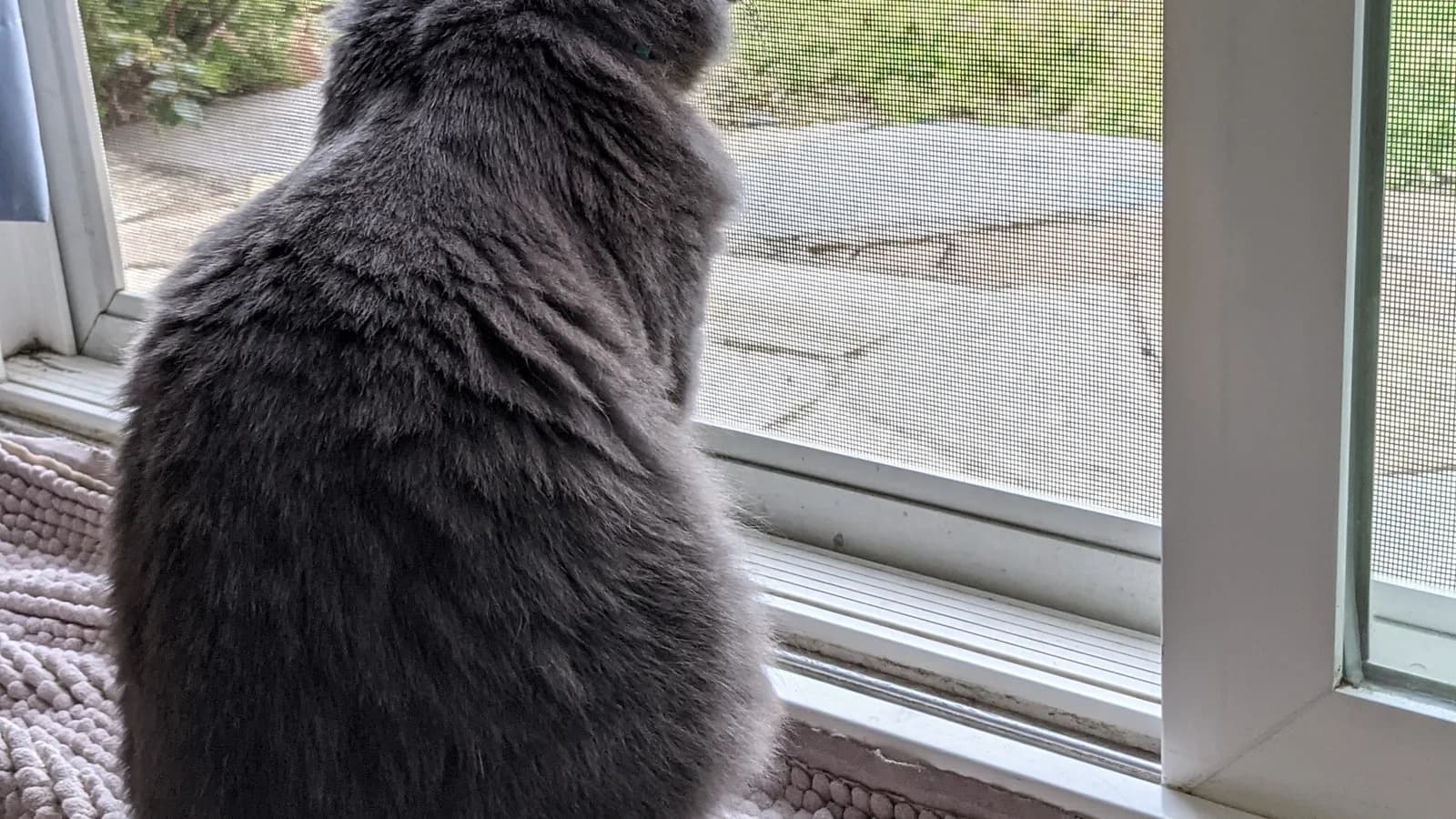 Grey Nebelung seen from behind, long fluffy coat, gazing out through a window screen