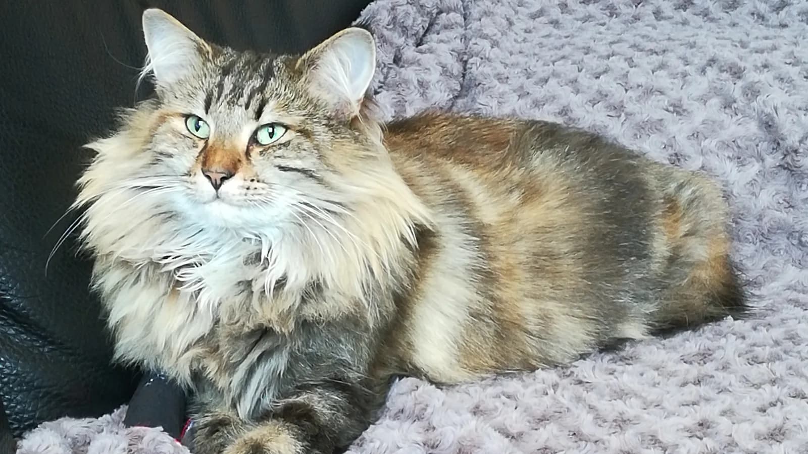 Norwegian Forest Cat resting on a blanket indoors, the everyday exposure the allergy question is about