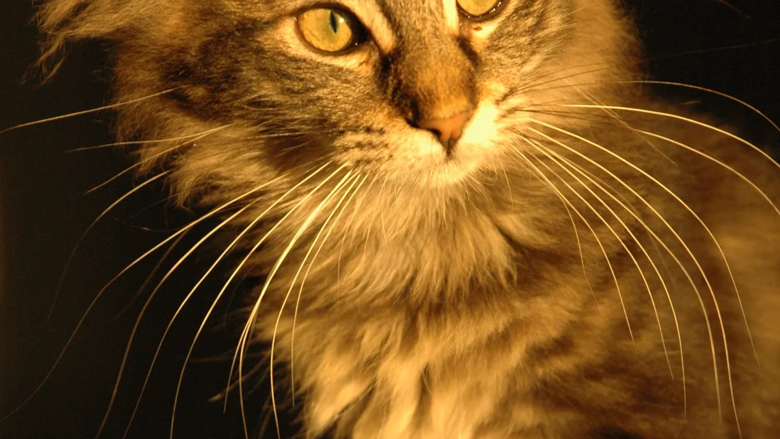 Brown tabby Norwegian Forest Cat in warm light, whiskers and ruff catching the glow