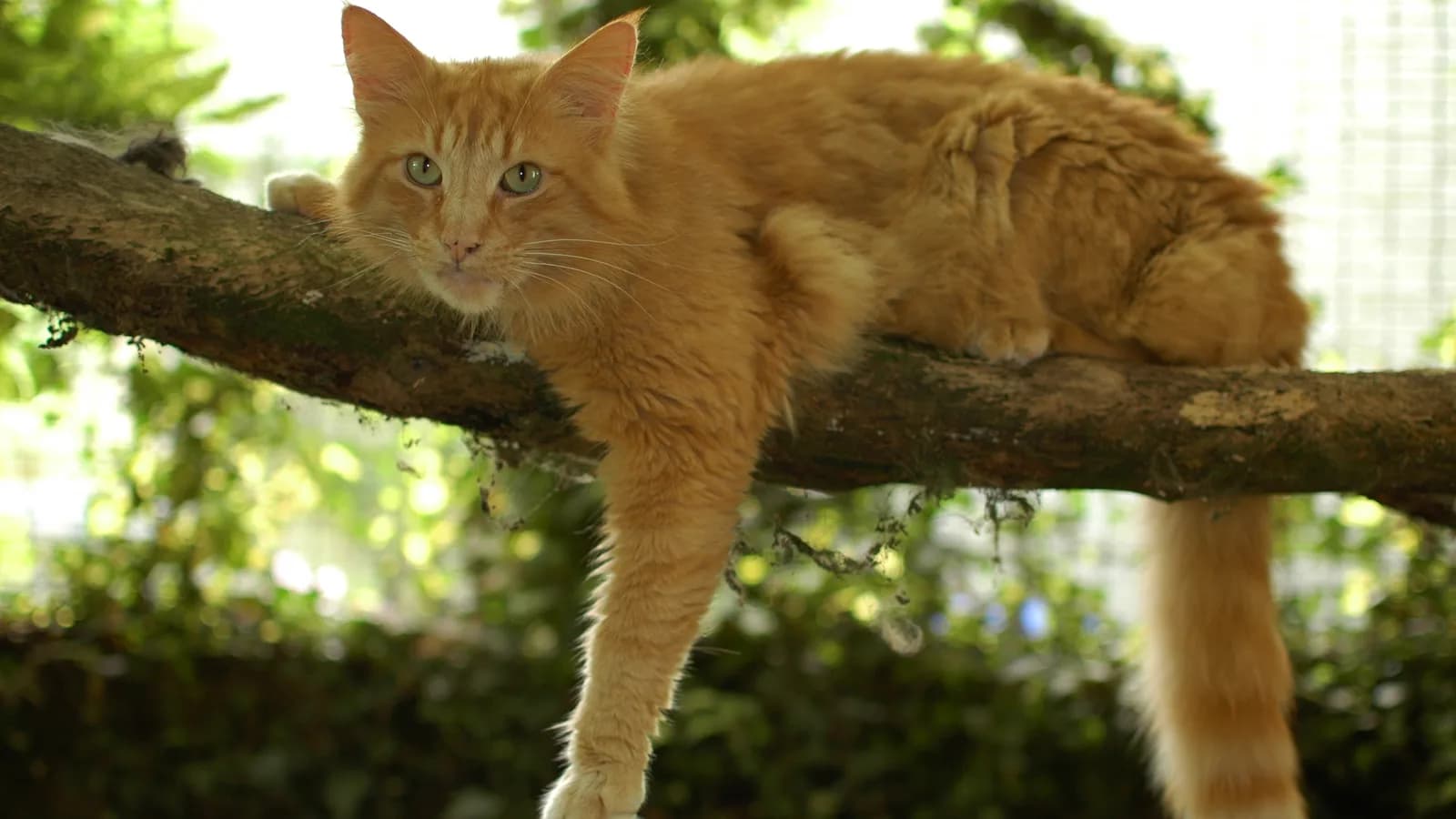 Large red Norwegian Forest Cat draped along a tree branch, the outdoor build the breed was named for