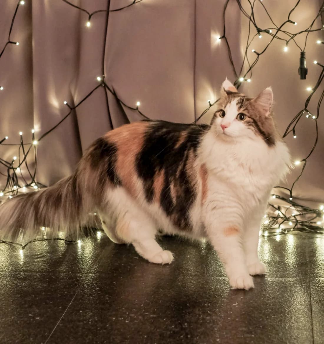 Tortoiseshell and white Norwegian Forest Cat standing among string lights, long bushy tail