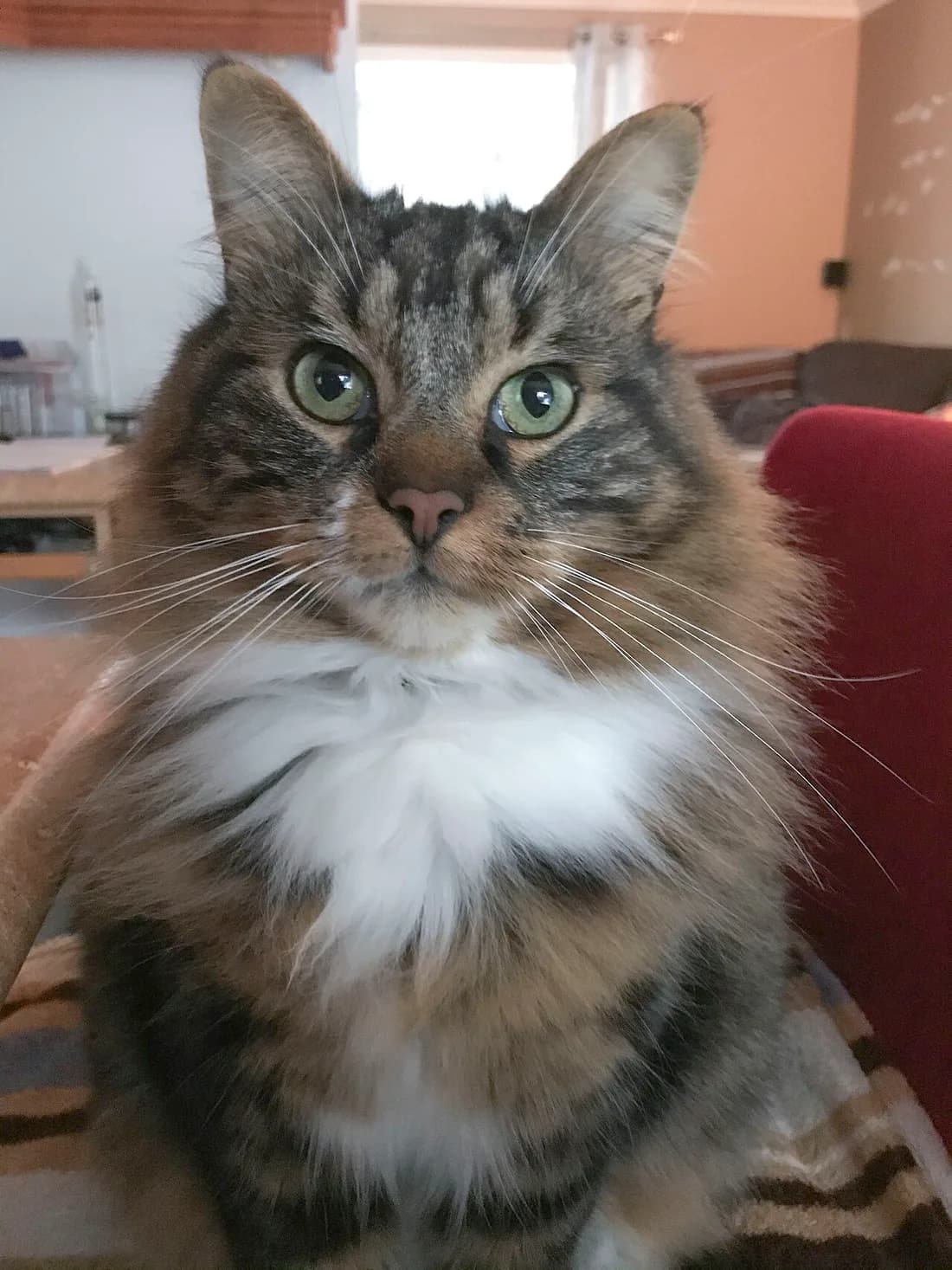 Brown tabby and white Norwegian Forest Cat with green eyes and a thick ruff indoors