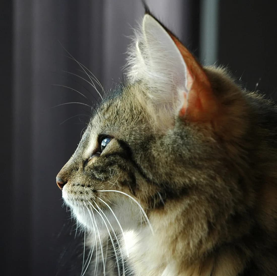 Brown tabby Norwegian Forest Cat in profile, lynx tipped ear catching the light