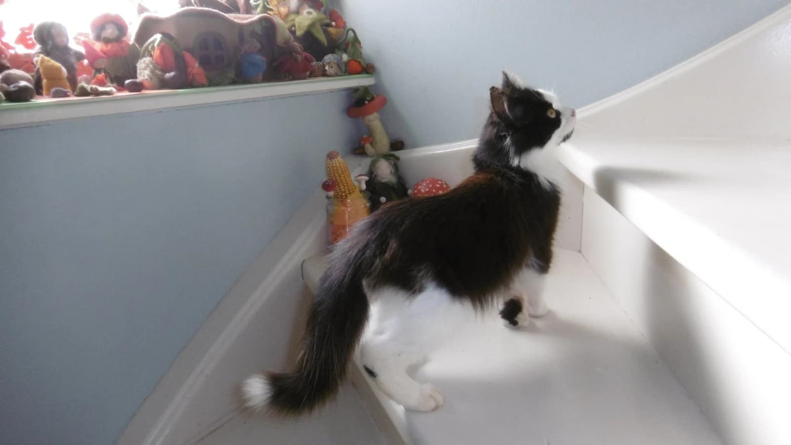 Black and white Norwegian Forest Cat on stairs looking up, thick fluffy coat and tail