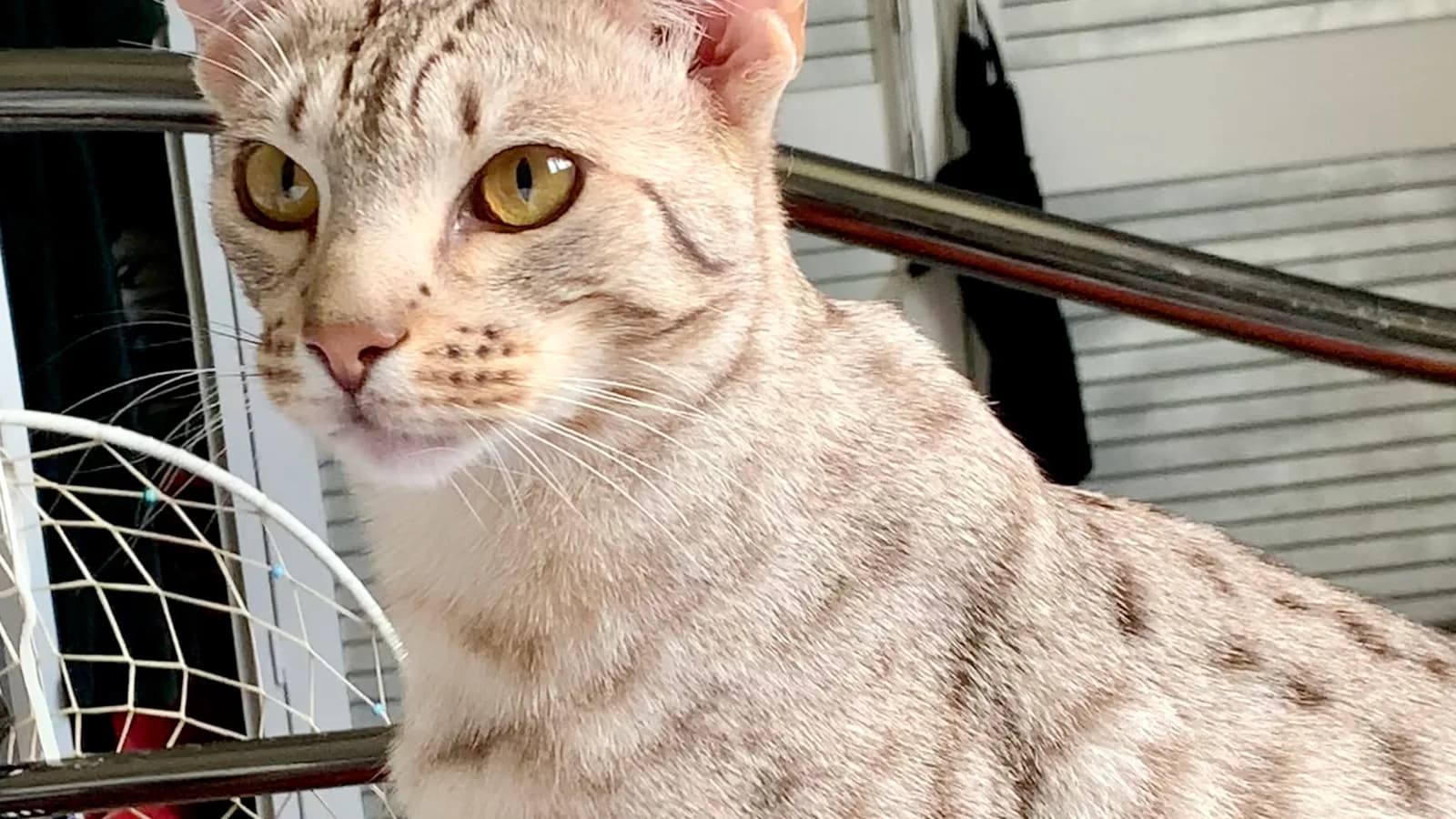 Chocolate silver Ocicat with dark thumbprint spots on a cool silver ground, the chart's most searched coat