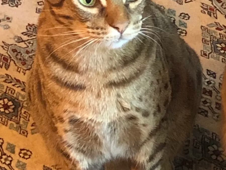 Spotted Ocicat looking up from a patterned rug, seen from above showing its body spots