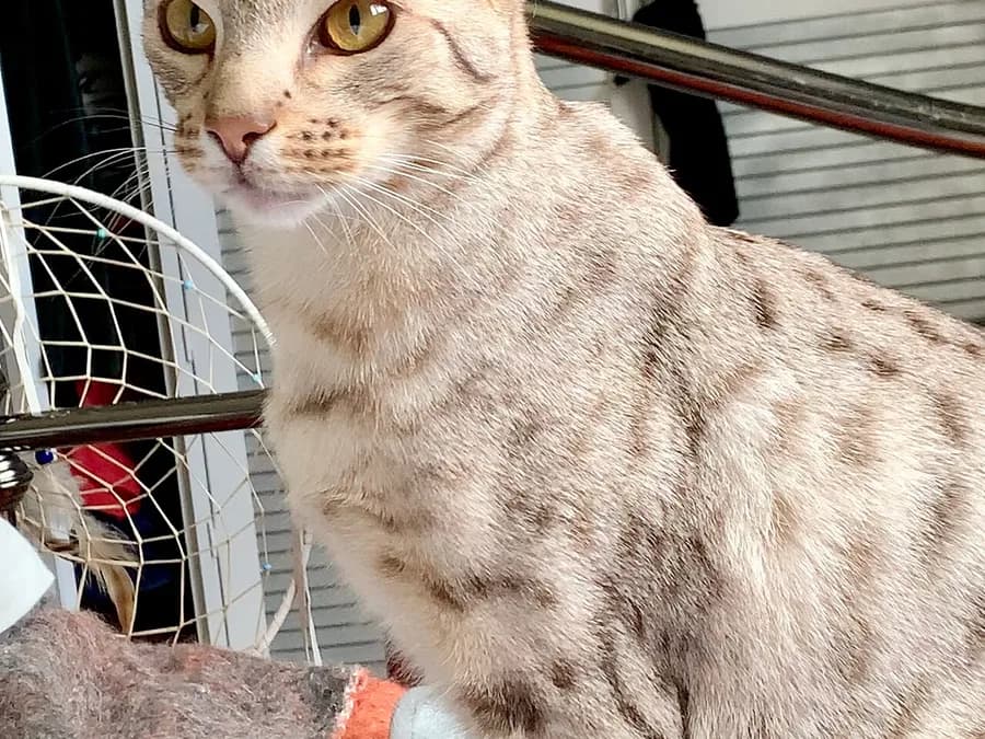 Ivory spotted Ocicat sitting on a balcony, dark spotted markings along its back
