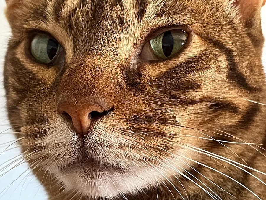 Close up of a spotted Ocicat's face, showing its green eyes and tabby markings