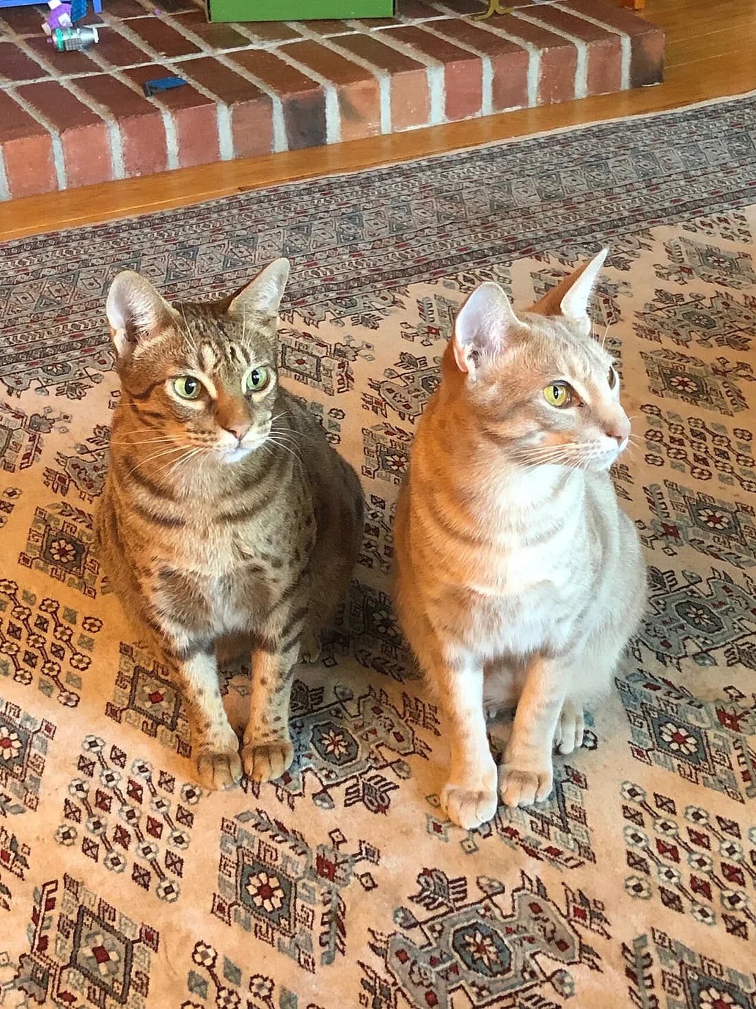 Two spotted Ocicats sitting side by side on a patterned rug, one dark, one pale