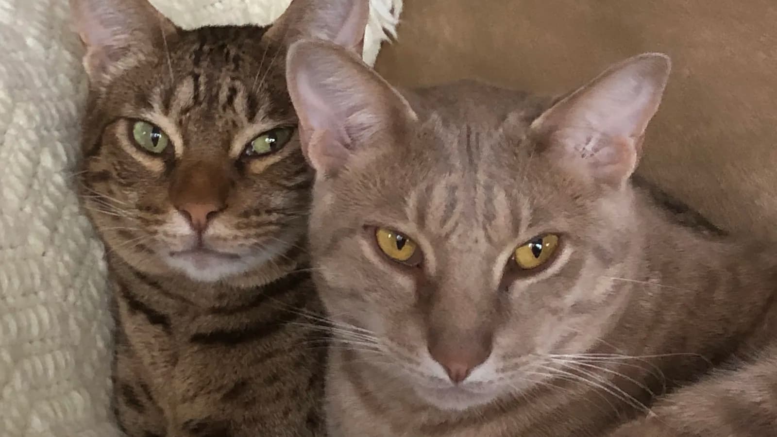 Two adult Ocicats side by side, spotted coats and wild looks over entirely domestic pedigrees