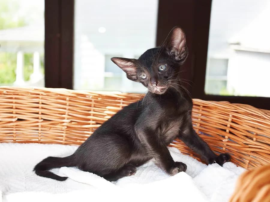 Black Oriental Shorthair kitten sitting in a wicker basket, large ears and a slender wedge head