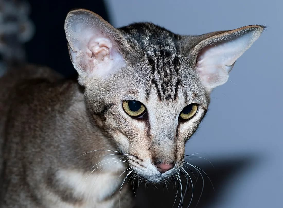 Tabby Oriental Shorthair close-up, large wide-set ears and a wedge-shaped face