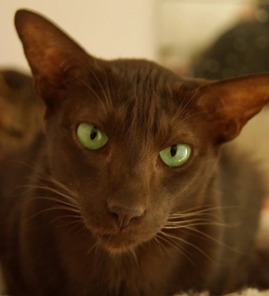 Chocolate brown Oriental cat close up, large ears and bright green eyes