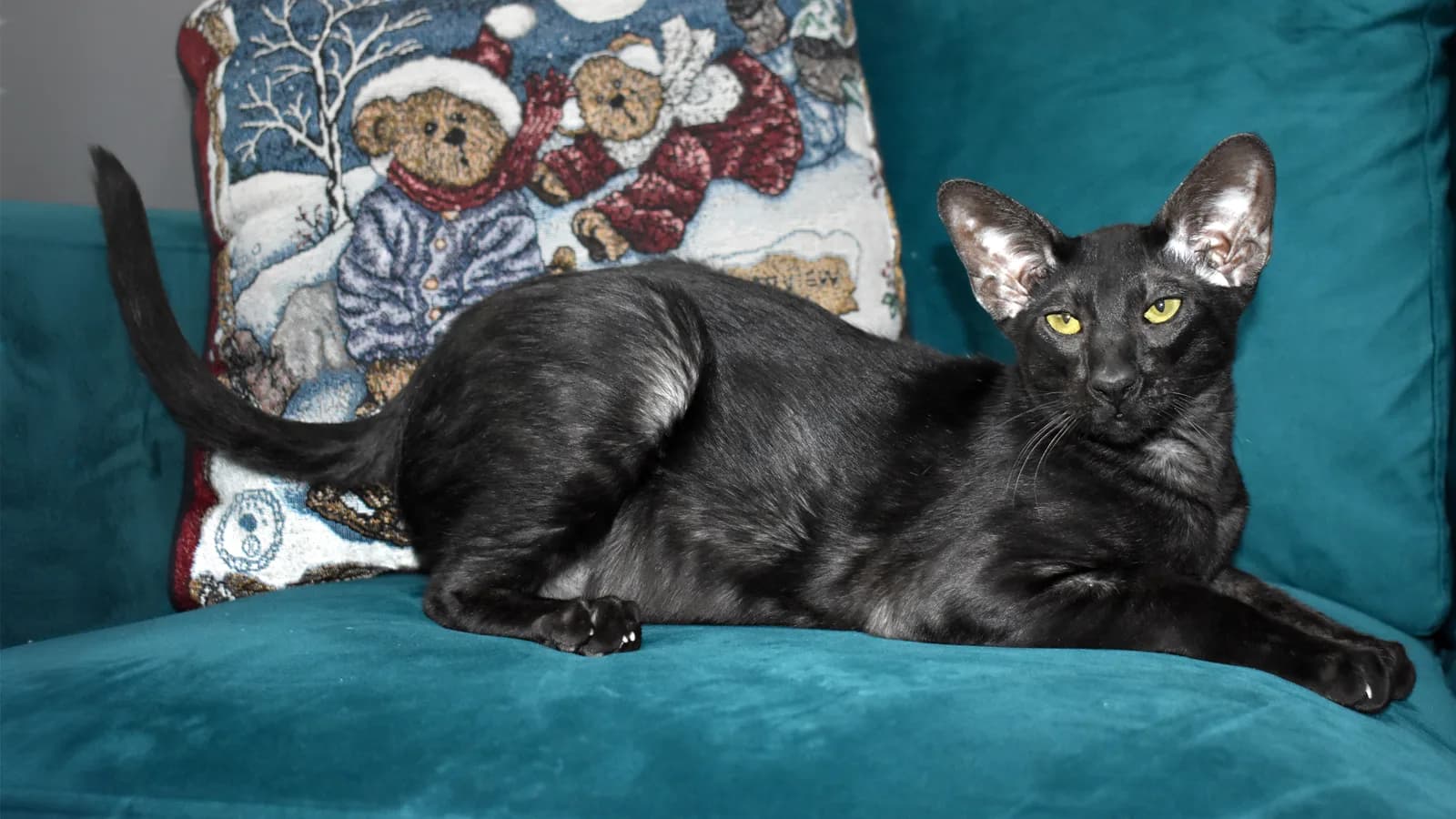 Solid black Oriental cat lying on a teal sofa, large ears and yellow eyes