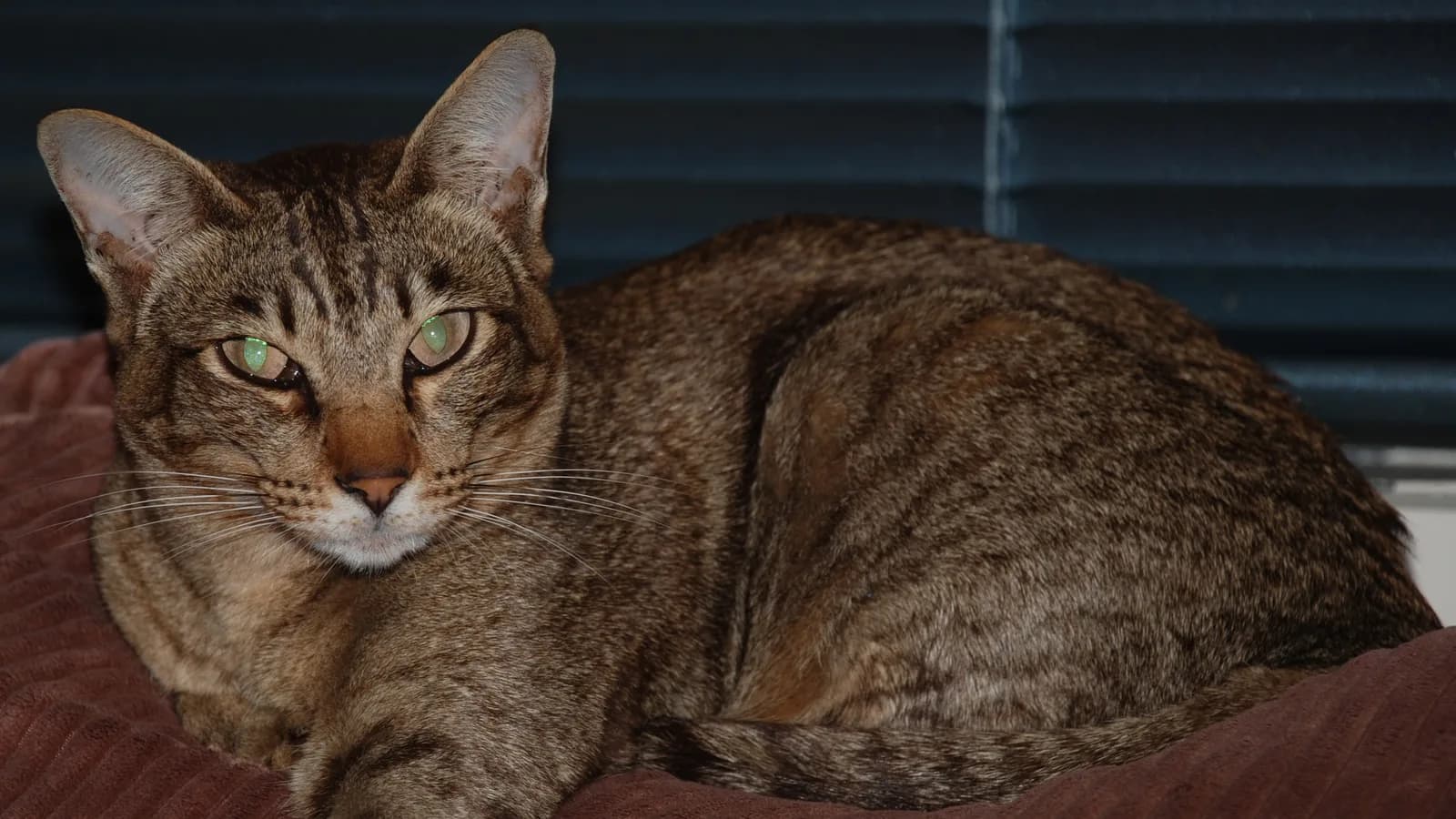 Ticked tabby Oriental Shorthair curled calm on a cushion, the sleek coat the allergy myth rides on
