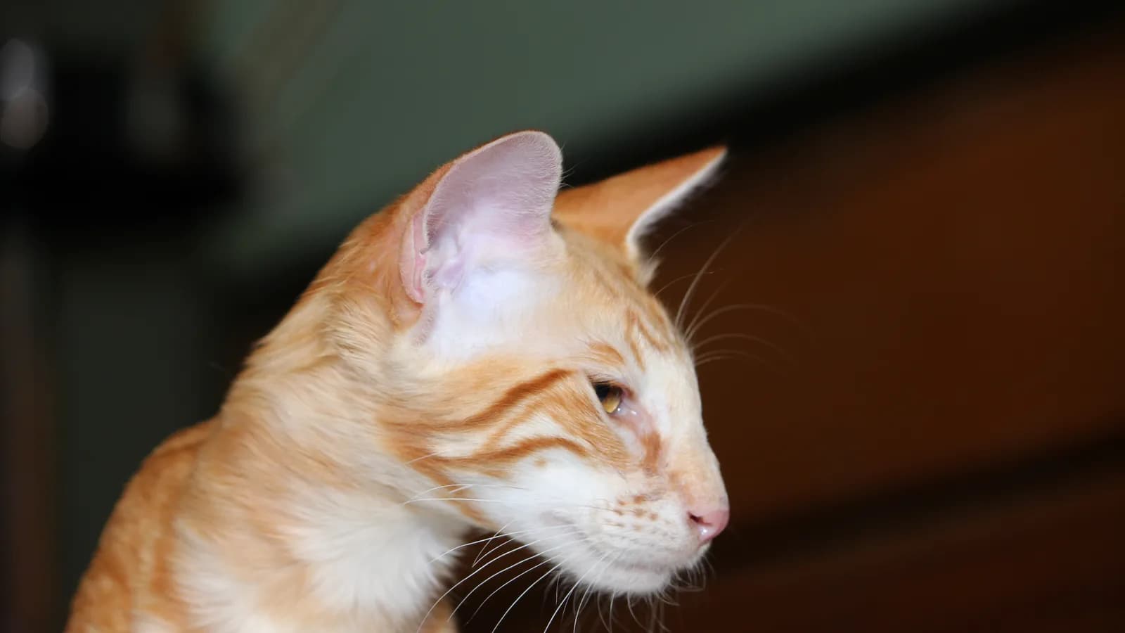 Red classic tabby Oriental Longhair in profile, the silky coat with no undercoat beneath it