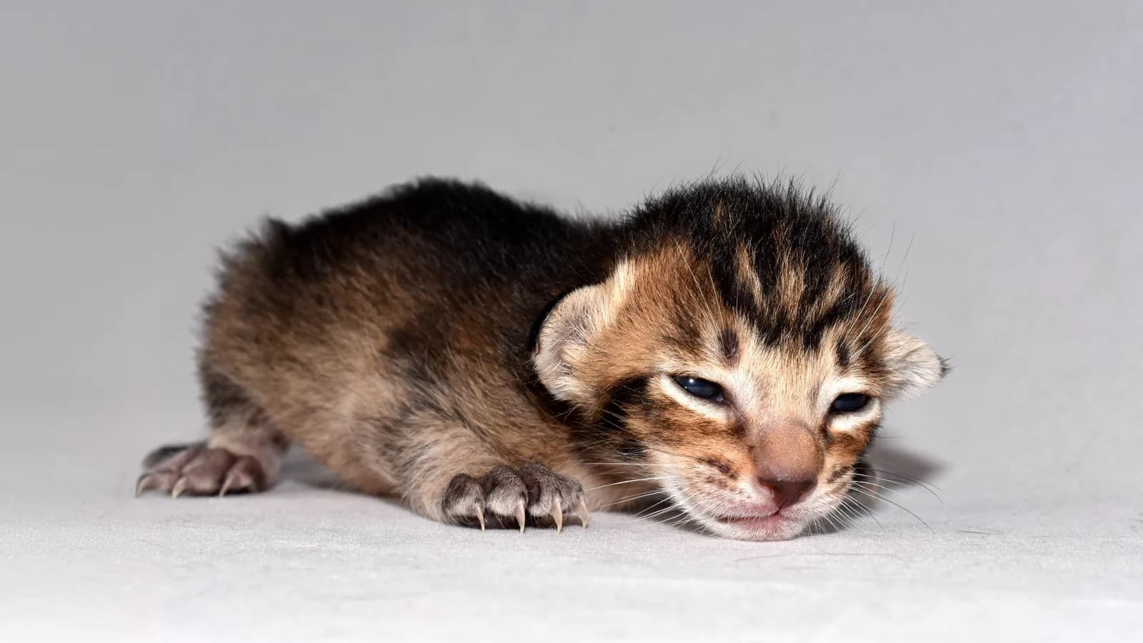Black ticked tabby Oriental Shorthair kitten, weeks old, the age the flat fees are quoted for