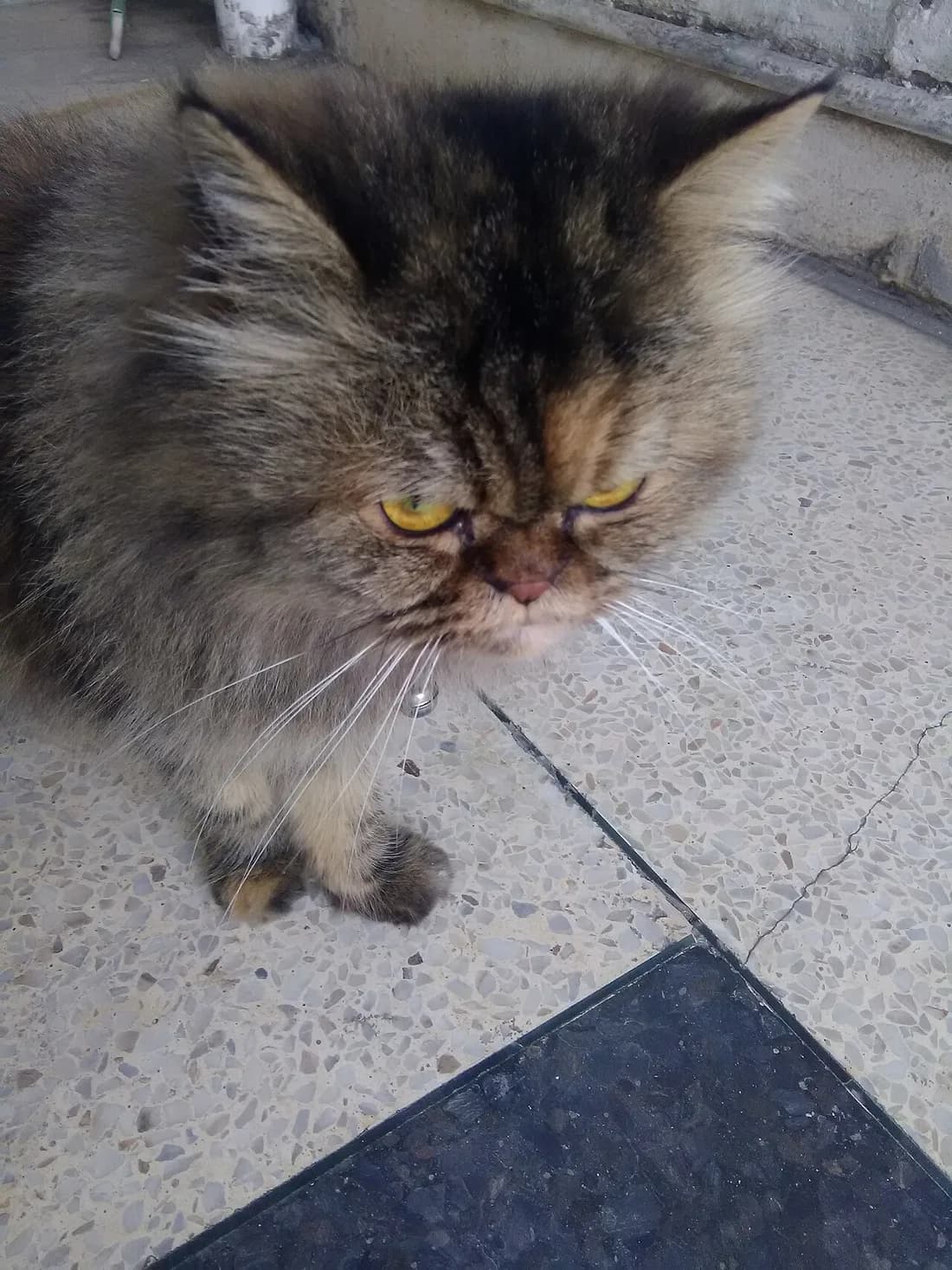 Brown tabby Persian cat with a flat face and long whiskers, sitting on tiled ground outdoors