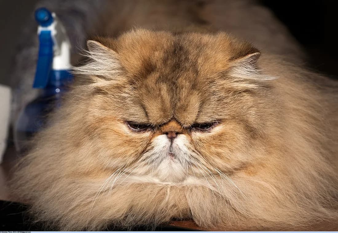 Golden shaded Persian close up, flat face and thick ruff, dozing indoors