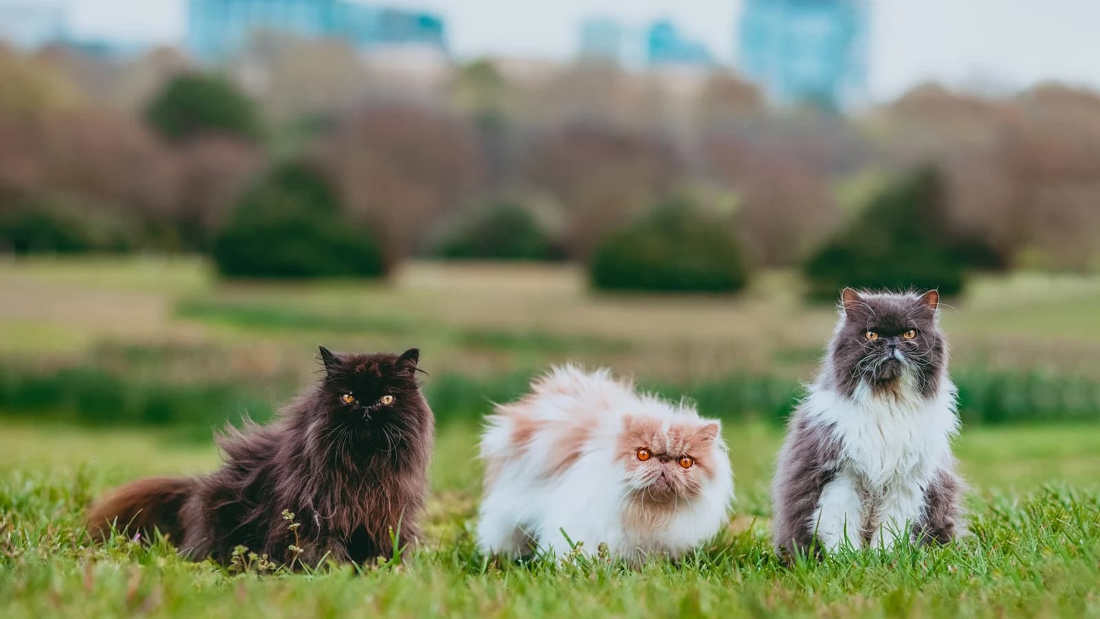 Three Persian cats sitting side by side in a grassy park, black, cream and gray coats