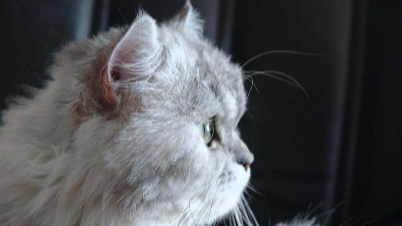Silver Persian in side profile, the nose line that separates the face tiers