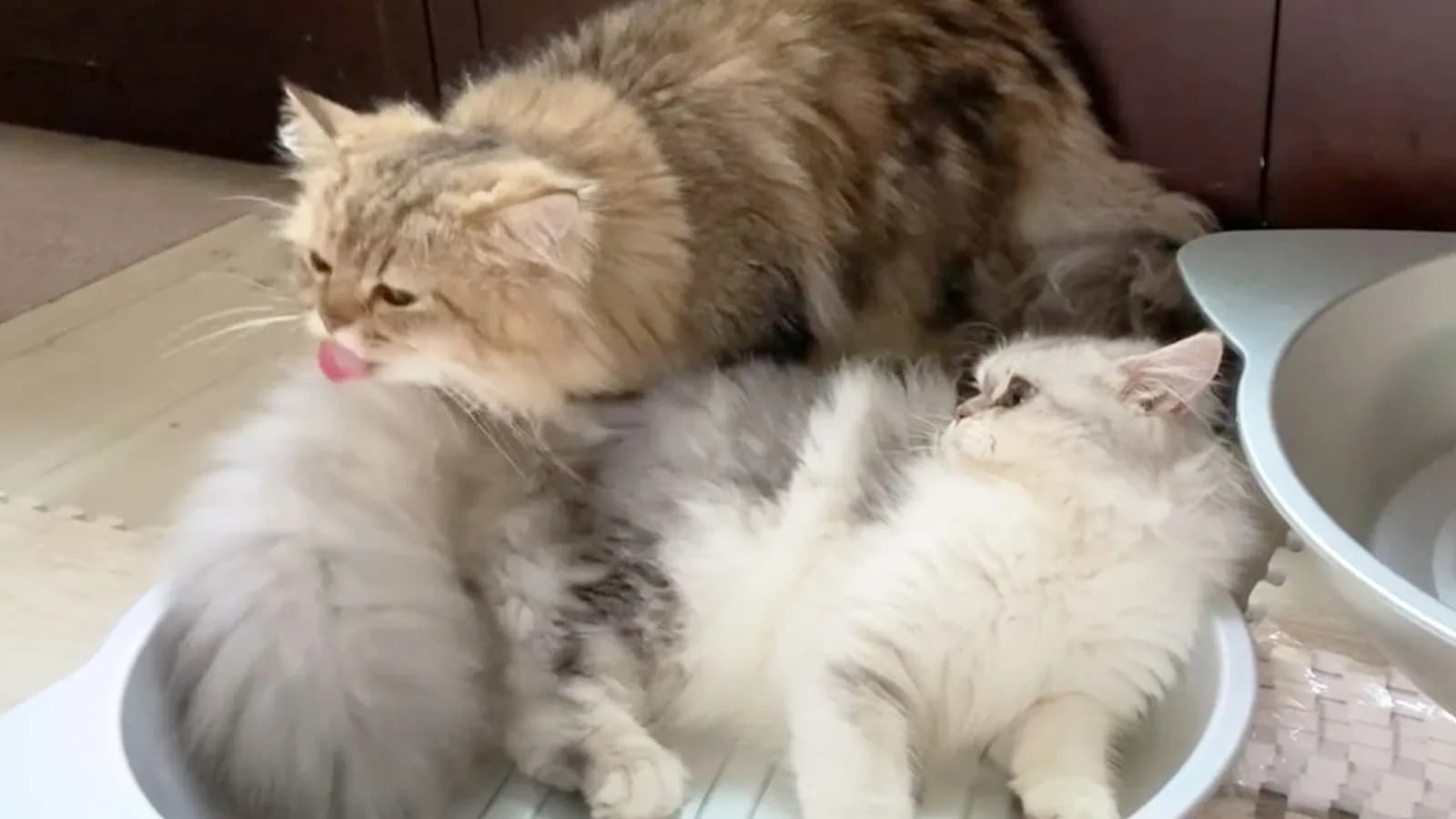 Golden chinchilla Persian grooming its silver companion, the coat that makes grooming the relationship